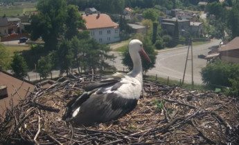 Imagen de vista previa de la cámara web cigüeñas de Palowice